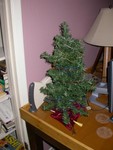 Brenda has a tree by the computer.